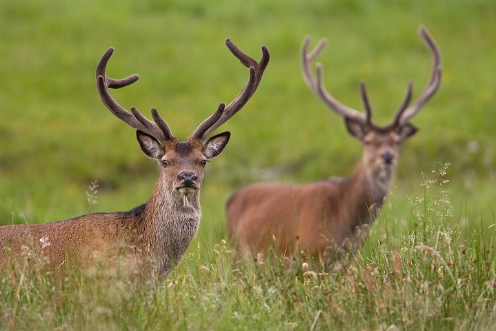 Rothirsch Cervus elaphus